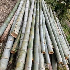 竹