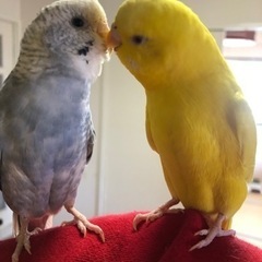 セキセイインコ  メス　2羽