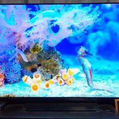 LG 55V型 有機EL テレビ OLED55B8SJB 4K HDR対応