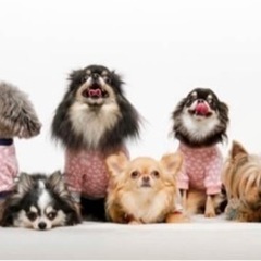 犬友さん同士でLINEグルチャしませんかー！(リアでお会い出来る...