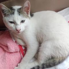 拾い猫　里親募集中です。届出済み（飼い主不在を確認済み）