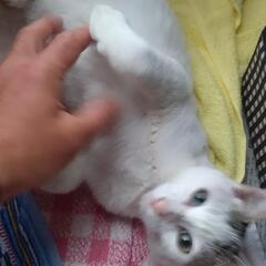 拾い猫　里親募集中です。届出済み（飼い主不在を確認済み） − 沖縄県