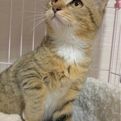 【素敵な家族が出来ました💓】トラちゃん🌸　の画像