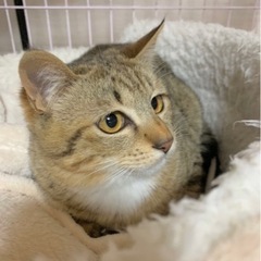 【素敵な家族が出来ました💓】トラちゃん🌸　 - 北九州市