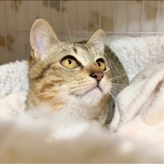 【素敵な家族が出来ました💓】トラちゃん🌸　 − 福岡県