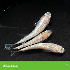 スズランめだか 極上 有精卵15個+α サバンナメダカ めだか　卵