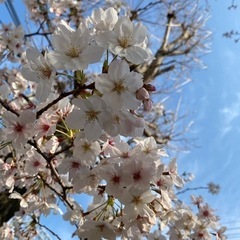 女子ハイキング🌸