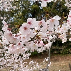 お弁当持って公園でおしゃべり🌸