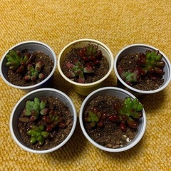 多肉植物売ります