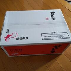 せとか 薄皮みかん 5kg