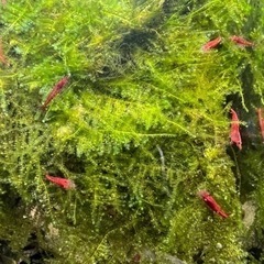 極火エビ.レッドファイヤーシュリンプ