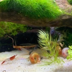 レッドラムズホーン10匹の画像