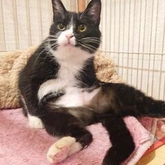 ツンデレの可愛い子です♪
