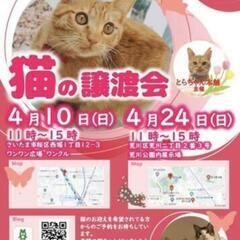 4月10日さいたま市猫の譲渡会