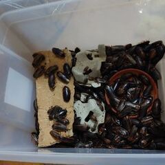 デュビア 全匹