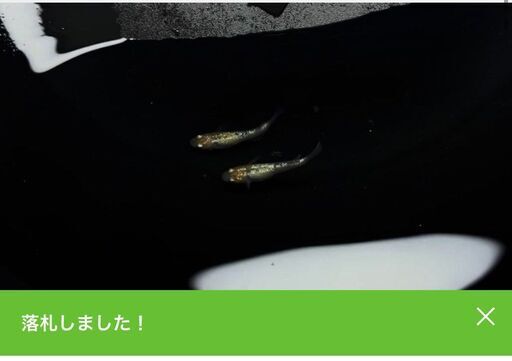 ②ラメ王　有精卵20個　道三めだか　華めだか　めだか　卵
