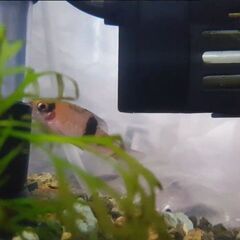 熱帯魚/メロンバルブ１匹　おまけ追加