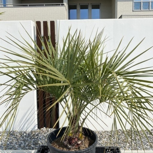 ココスヤシ　1.5m