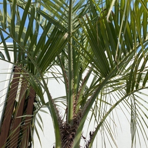 ココスヤシ　1.5m