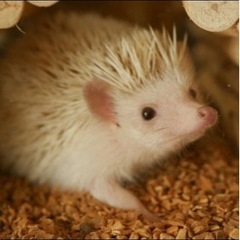 【取引中】ハリネズミ飼育用床材