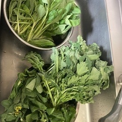 小松菜　かき菜　菜の花