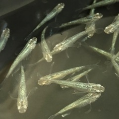 緑光ヒレナガ　メダカ