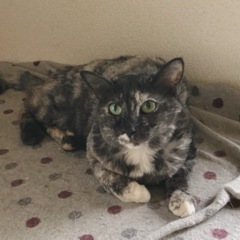 元野良猫パステルサビ
