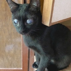 黒猫さま 専用 7点 おまとめ 黒猫さま 専用 7点 おまとめ 黒猫さま 専用 7点 おまとめ