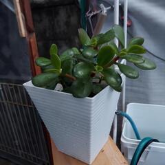 花🌼金のなる木