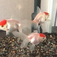 金魚の里親を募集します