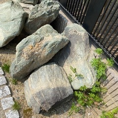 庭石差し上げます‼️