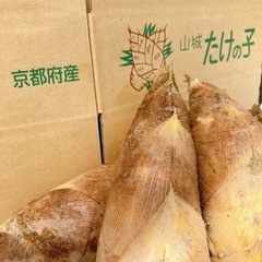 【朝ぼり】京都　山城産　たけのこ　2キロ