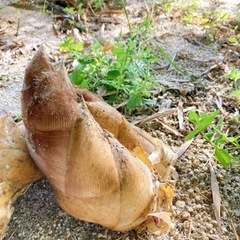 【朝ぼり】京都　山城産　たけのこ　2キロの画像
