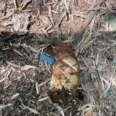 タケノコ一本の画像