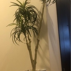 おしゃれのアクセント 観葉植物 ドラセナコンシンネ