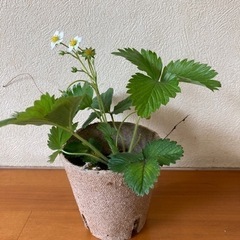 ワイルドストロベリー苗