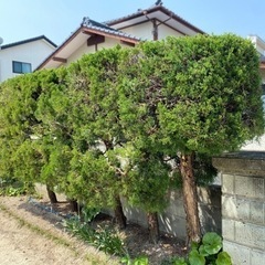 【無料】カイヅカイブキ5本［1本からでも可］