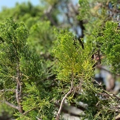 【無料】カイヅカイブキ5本［1本からでも可］の画像