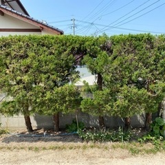 【無料】カイヅカイブキ5本［1本からでも可］の画像