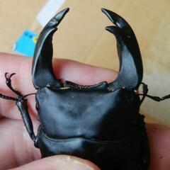 種親級極太血統オオクワガタ♂♀ペア