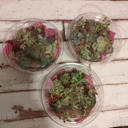 多肉植物☆寄植えカット苗セット