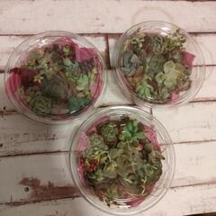 多肉植物☆寄植えカット苗セット