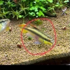 熱帯魚4種