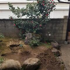 【4月7日写真変更】苔付き！形のいい庭石・植木お譲りします②の画像