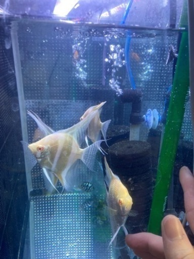 熱帯魚、エンゼルフィッシュ、ディスカス、エンゼル