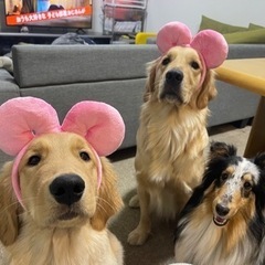大型犬の用品お譲りください