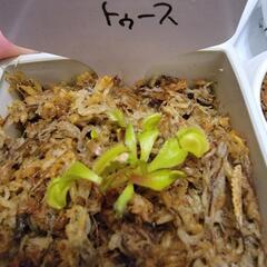 食虫植物　ハエトリソウ　ブリストルトゥース　ミニサイズ