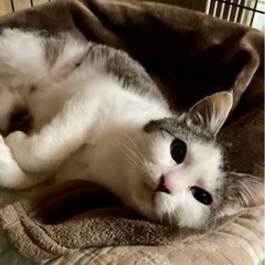 2歳ぐらいの白キジの女の子