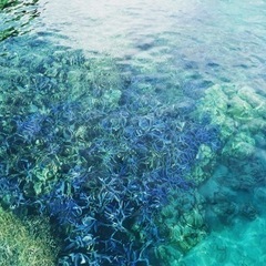 素潜り🧜‍♀️スキンダイビング一緒にしてくれる人募集🌟 - 那覇市