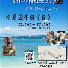 葉山保護猫譲渡会